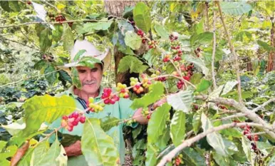  ?? ?? PERÍODO. La temporada de corte finaliza oficialmen­te en abril en zonas altas de Honduras.