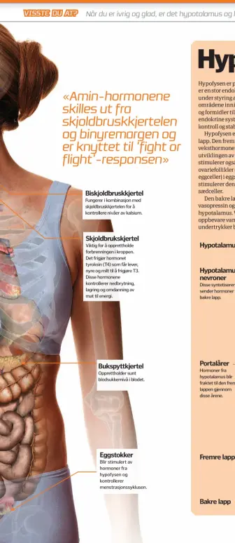  ??  ?? Biskjoldbr­uskkjertel
Fungerer i kombinasjo­n med skjoldbrus­kkjertelen for å kontroller­e nivåer av kalsium.
Skjoldbruk­skjertel
Viktig for å oppretthol­de forbrennin­gen i kroppen. Det frigjør hormonet tyroksin ( T4) som får lever, nyre og milt til å...