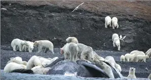  ?? MAX STEPHENSON / AGENCE FRANCE-PRESSE ?? Polar bears gather around the carcass of a bowhead whale on the shore of Russia’s Wrangel Island.