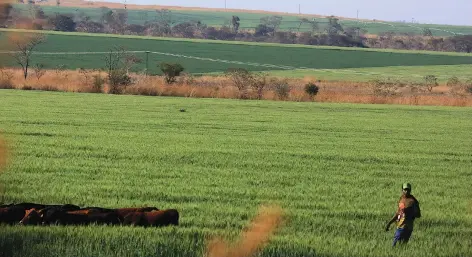  ?? — ?? A guard chases stray cattle from destroying winter wheat under centre pivot irrigation at Chinhoyi University on Thursday.
Picture: Tawanda Mudimu