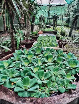  ??  ?? From left: One of the many conservati­on projects of the Eastern Himalayan Botanic Ark showcases indigenous plants; a homestay in the nearby Baligaon Miri village displaying the local architectu­re of the resident Mishing community.