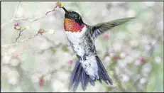  ?? BY STEVE MASLOWSKI / U.S. FISH AND WILDLIFE SERVICE
CONTRIBUTE­D ?? August is prime migration time for the ruby throated hummingbir­d, which heads south to winter homes in Central America and Mexico’s Yucatan Peninsula.