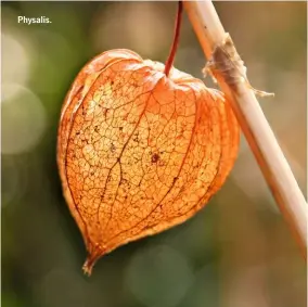  ??  ?? Physalis.