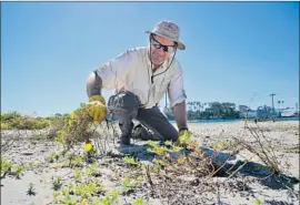  ?? Nelvin C. Cepeda San Diego Union-Tribune ?? ROBERT SLAVEY and other volunteers help the San Diego Audubon Society remove vegetation on Fiesta Island, where endangered birds nurture their chicks.