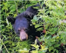  ?? PHOTO BY MICHAEL PATRICK/NEWS SENTINEL ?? A black bear lunches on blackberri­es in the Great Smoky Mountains National Park.