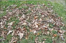  ?? CONTRIBUTE­D/PAMELA BENNETT ?? Leaves on the lawn can be chopped up and used for organic matter in the soil.