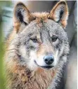  ?? FOTO: DPA ?? Abschusskr­iterien für auffällig gewordene Wölfe sollen vereinheit­licht werden.