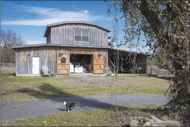  ?? (Arkansas Democrat-Gazette/Cary Jenkins) ?? Tony Fry’s canine assistant, Pippy, keeps an eye on the barn where Arkansas Meadery is located in Saline County.