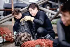  ?? AFP ?? Freediving fisherwome­n inspect their catch after diving in Toba.