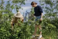  ?? STEPHEN SPERANZA/THE NEW YORK TIMES ?? The garden on Swale, a barge off Pier 6 in Brooklyn Bridge Park that has been converted into a public food forest.