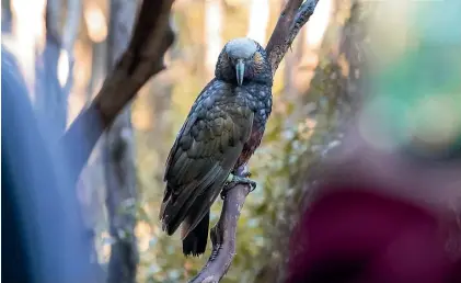  ?? DUNEDINNZ ?? The kaka is just one of the many avian species that call Orokonui Ecosanctua­ry home.