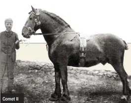  ??  ?? A Fell Pony stallion, Comet II (1851) by Trotting Comet (1840) out of a Galloway (i.e., Scottish ambling) mare. This is the sort of horse upon which Thoroughbr­ed and quality half-bred sires were used to produce the Norfolk Roadster and the Hackney....
