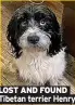  ??  ?? LOST AND FOUND Tibetan terrier Henry