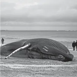  ?? SETH WENIG/AP FILE ?? A 35-foot humpback whale was found dead in Lido Beach, N.Y., on Jan. 31.