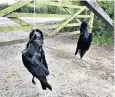  ??  ?? Naturalist Chris Packham posted images of dead crows that had been tied to his gate