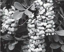  ?? ?? Texas mountain laurel has toxic tendencies, but don’t rush to cut yours down.