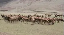  ?? PROVIDED TO CHINA DAILY ?? The number of Tibetan antelopes in Tibet has increaseed to 200,000, lifting the species from their endangered status.