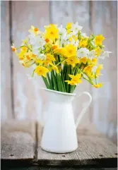  ??  ?? Narcissi are one of two bloomin’ lovely crops grown outdoors (along with pinks) in Scilly’s subtropica­l climate, for cutting and packing into bouquets sent by post