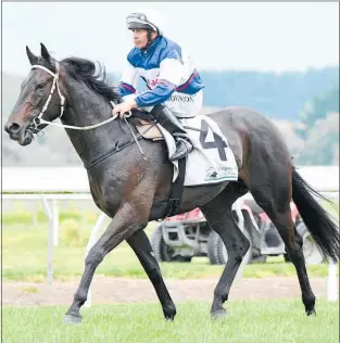  ?? Photo / Grant Matthew (Race Images) ?? Jockey Chris Johnson pilots Stephen Marsh-trained Starrybeel to victory at Awapuni.