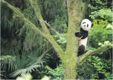  ??  ?? Researcher­s say only about 2,000 pandas now live in the wild in China.