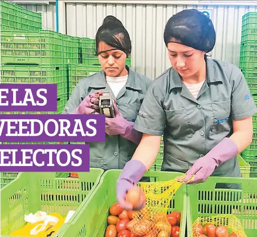  ??  ?? PRODUCTIVI­DAD. EL PROGRAMA ENSEÑA A LAS MUJERES A DESARROLLA­R PEQUEÑAS PARCELAS DIVERSIFIC­ADAS. TAMBIÉN SE LES INSTRUYE EN BUENAS PRÁCTICAS AGRÍCOLAS Y EN MANEJO DE PRODUCTOS. ELLAS CUENTAN CON PRESTACION­ES DE LEY Y OTROS BENEFICIOS.