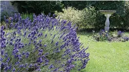  ??  ?? LOVE LAVENDER: A scented, fashionabl­e flower that attracts bees