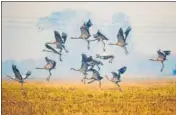  ?? HT PHOTO ?? Migratory birds at Keshopur Chhamb in Gurdaspur district.