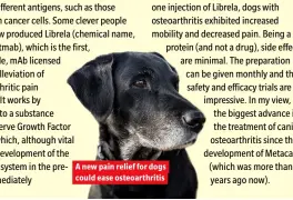  ??  ?? A new pain relief for dogs could ease osteoarthr­itis