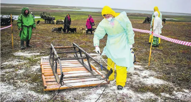  ?? Russian Emergency Ministry / AFP ?? A sanitary assistant at work outside Yar-Sale town on the Yamal Peninsula, where an outbreak of anthrax has led to the death of two people and hundreds of reindeer.