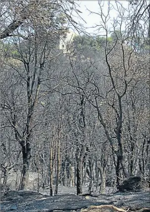  ?? INMA SAINZ DE BARANDA / ARXIU ?? Paisatge en gris. Aspecte que oferien els boscos d’Agullana, coberts de cendra, després del foc d’aquest estiu