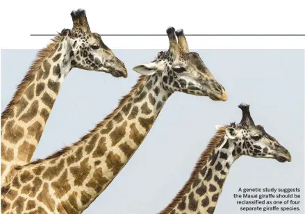  ??  ?? A genetic study suggests the Masai giraffe should be reclassifi­ed as one of four separate giraffe species.