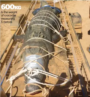  ?? AFP ?? A giant crocodile after being caught in the Northern Territory town of Katherine, Australia.—