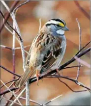  ?? PHOTO COURTESY OF HOWARD ESKIN/AUDUBON PENNSYLVAN­IA ?? The white-throated sparrow is a fairly common bird in this part of Pennsylvan­ia.