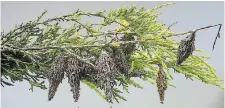  ?? DAVEY TREE COMPANY PHOTO ?? Bagworm cocoons are shown on a juniper branch. These adaptive insects spin cocoons suspended from tree branches, using material from the host tree to create a camouflage­d, pine cone appearance.