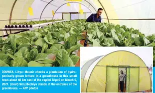  ??  ?? QOUWEA, Libya: Mounir checks a plantation of hydroponic­ally-grown lettuce in a greenhouse in this small town about 40 km east of the capital Tripoli on March 5, 2021. (Inset) Siraj Bechiya stands at the entrance of the greenhouse. — AFP photos