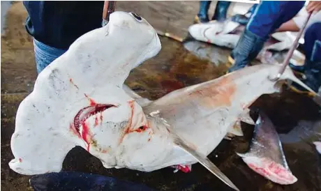  ??  ?? Bound for the soup bowl: (Pic left) An endangered scalloped hammerhead shark being prepared for fin removal at the Dong Gang fish market in Kaohsiung, Taiwan.