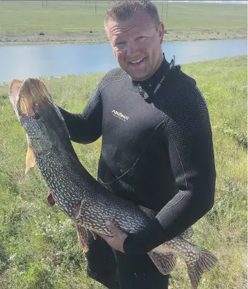  ??  ?? Spear fisherman Jonathan Ganshorn with the record-breaking 23.9-pound northern pike he caught on the South Saskatchew­an River last month. He made the record book in 2014 when he caught a 13.3-pound walleye.