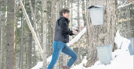  ?? THE NEW YORK TIMES ?? Kate Whelley, a co-founder of Vermont Evaporator Co., taps a neighbor’s tree near Montpelier, Vt. Because sugaring is a sticky business — and boiling sap indoors can mean resin all over the walls — many backyard amateurs turn to small-scale, hobby-size evaporator­s like the ones sold by Vermont Evaporator Co. The company said its number of customers had doubled in the past year.