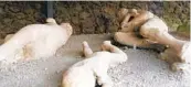  ?? MICHELLE LOCKE AP FILE ?? Plaster casts showing victims of the volcanic eruption of Mount Vesuvius in A.D. 79 in Pompeii.