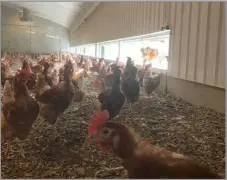  ?? ?? THE LOHMANN hens enjoy foraging in their shed