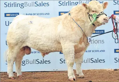  ?? Picture: Louis Flood. ?? Balmyle Headline from W P Bruce, of Balmyle, Meigle, sold for the day’s top price, 22,000gns, at Stirling Bull Sales.