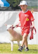  ?? ?? Paengaroa School’s Gus Lawrencesm­ith with his lamb Popcorn.