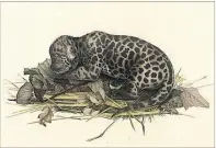  ?? [ Österreich­ische Nationalbi­bliothek ] ?? Jaguar-Junges, Michael Sandler nach Leopold Stoll. Kolorierte Lithografi­e, 1820.