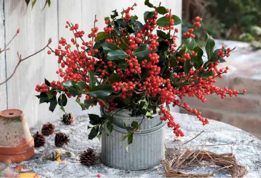  ??  ?? The leafless branches of Ilex verticilla­ta are combined with common holly,
Ilex aquifolium, to produce a dazzling arrangemen­t spilling over with beads of crimson.