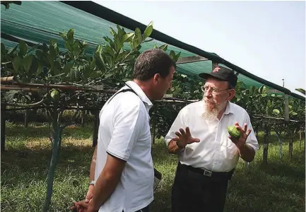  ??  ?? MOSHE LAZAR, right, explaining to a visitor at an etrog orchard in Calabria in 2015 about how to pick kosher fruit.