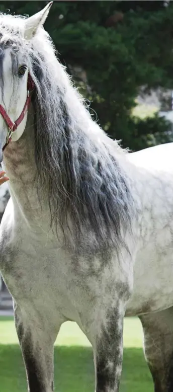  ??  ?? SOLIDARIDA­D DE PADRE E HIJO Además de montar a caballo y practicar motocross, "los Eduardos" disfrutan apoyar juntos a su comunidad a través de la Fundación Manuel Capetillo.