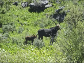  ?? NEVADA DEPARTMENT OF WILDLIFE VIA AP ?? In this photo provided by the Nevada Department of Wildlife, a collared cow moose and her calf are spotted in Elko County, Nev., in 2022. In what will be a very tiny hunt for some of the biggest game in North America, Nevada is planning its first-ever moose hunting season during fall 2024. State officials expect thousands of applicatio­ns for the handful of hunting tags and, with an estimated population barely topping 100, it's already controvers­ial.