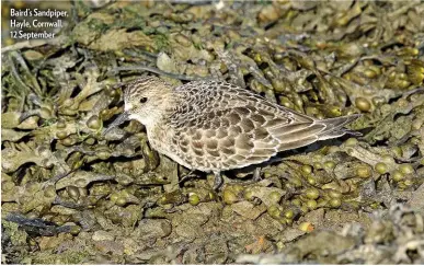  ??  ?? Baird’s Sandpiper, Hayle, Cornwall, 12 September