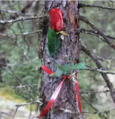  ?? TANYA TALAGA/TORONTO STAR ?? A red rose marks the spot where Charnelle Masakeyash’s bones were found, in a clearing just off a well-worn path through the forest.