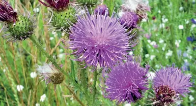  ??  ?? Pungente
Una macchia di colore lilla in un campo verde. È l’effetto del cardo mariano, le cui spine si diceva cacciasser­o via gli influssi malefici